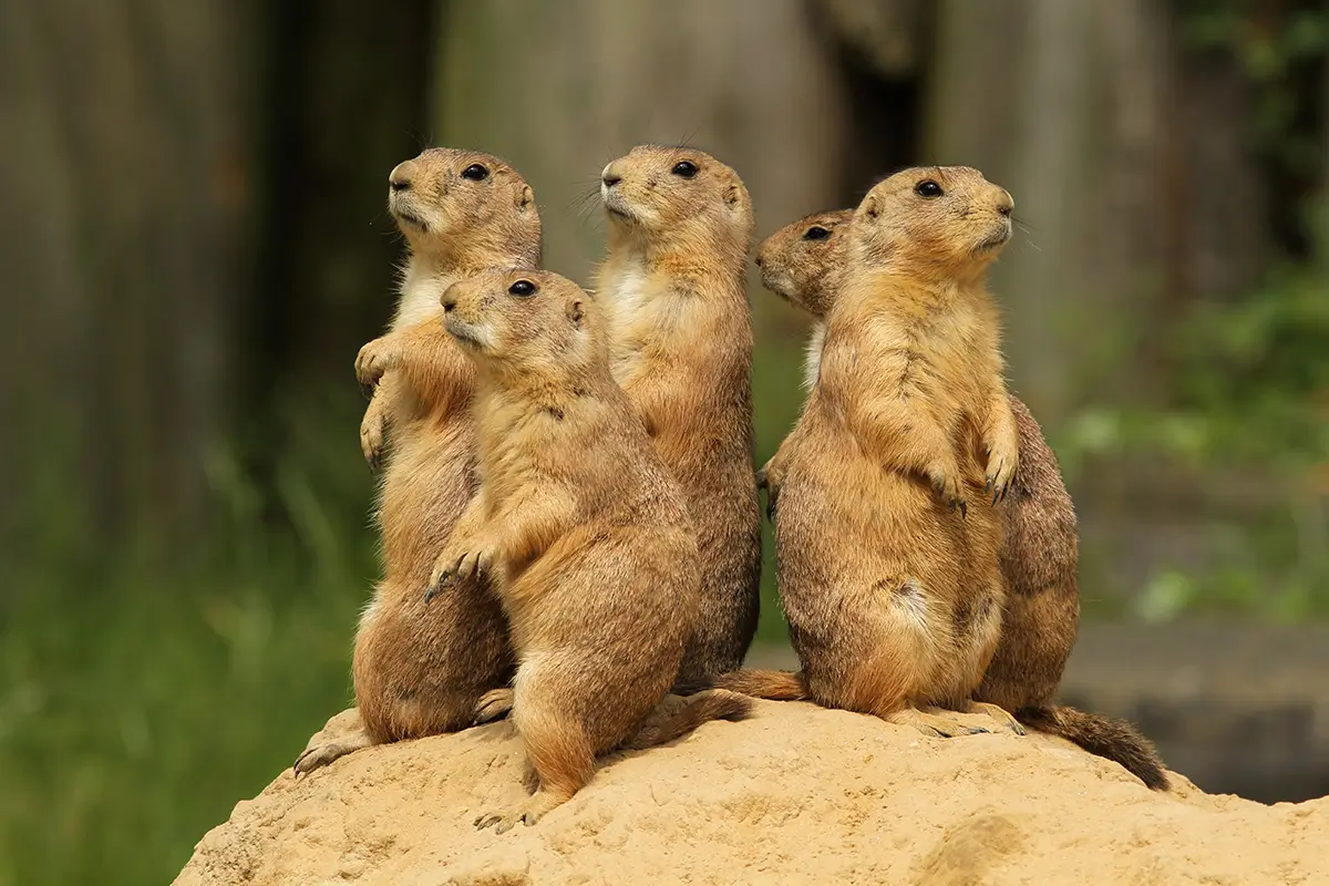 Group of prairie dogs standing upright